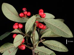 Cotoneaster ×watereri: Fruit and leaf undersurfaces.
 Image: D. Glenny © Landcare Research 2017 CC BY 3.0 NZ